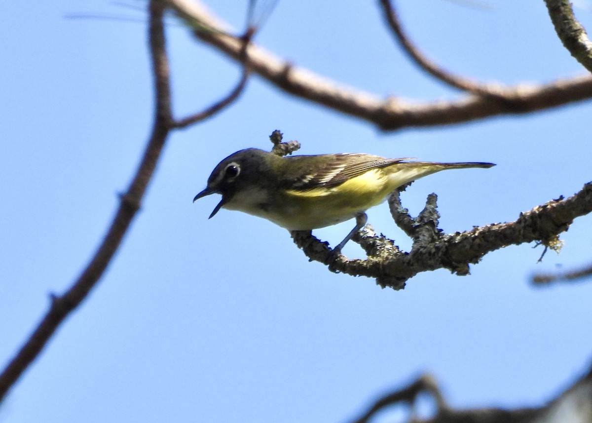 Blue-headed Vireo - ML638916454