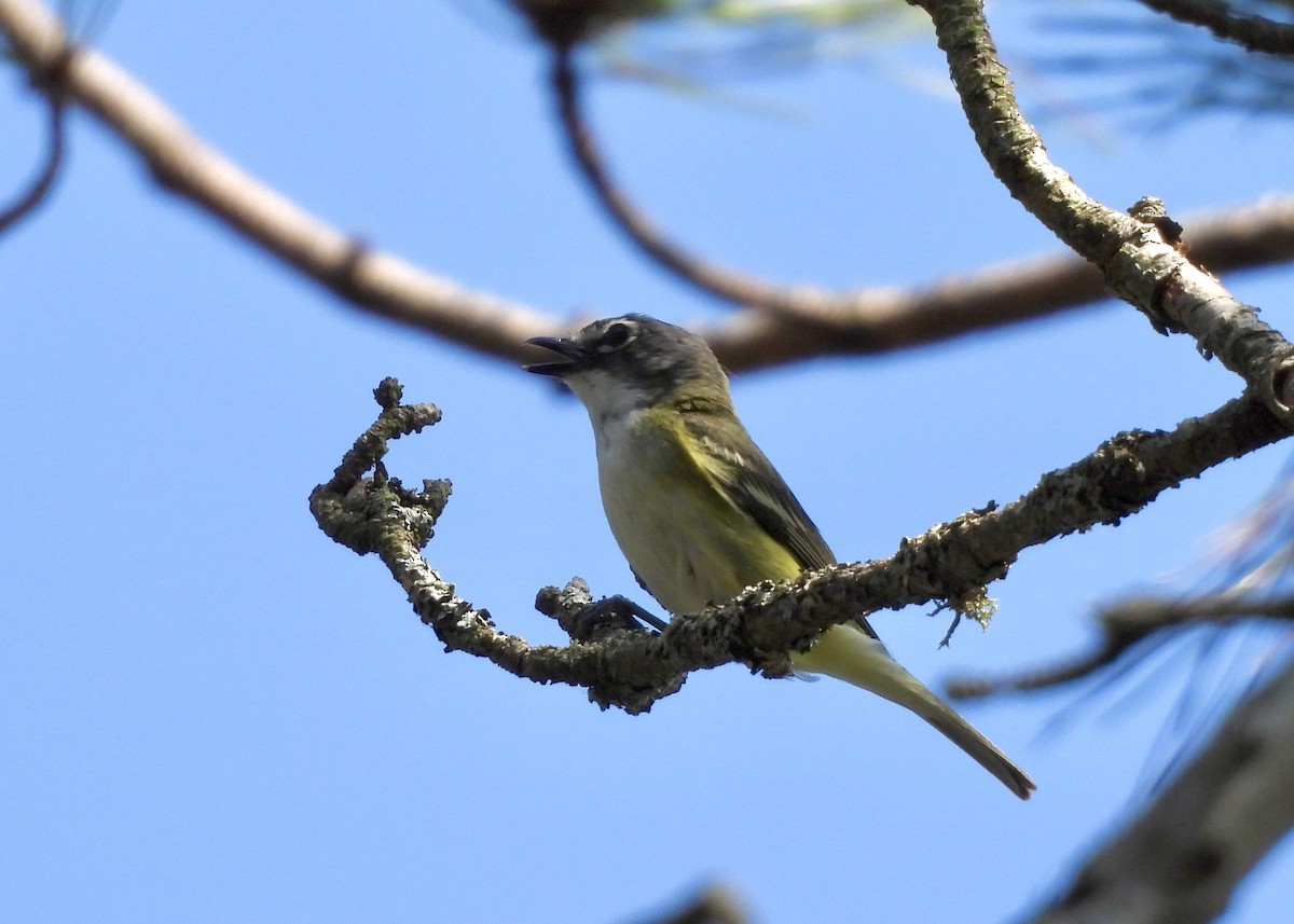 Blue-headed Vireo - ML638916455