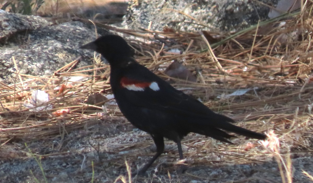 Tricolored Blackbird - ML638916460