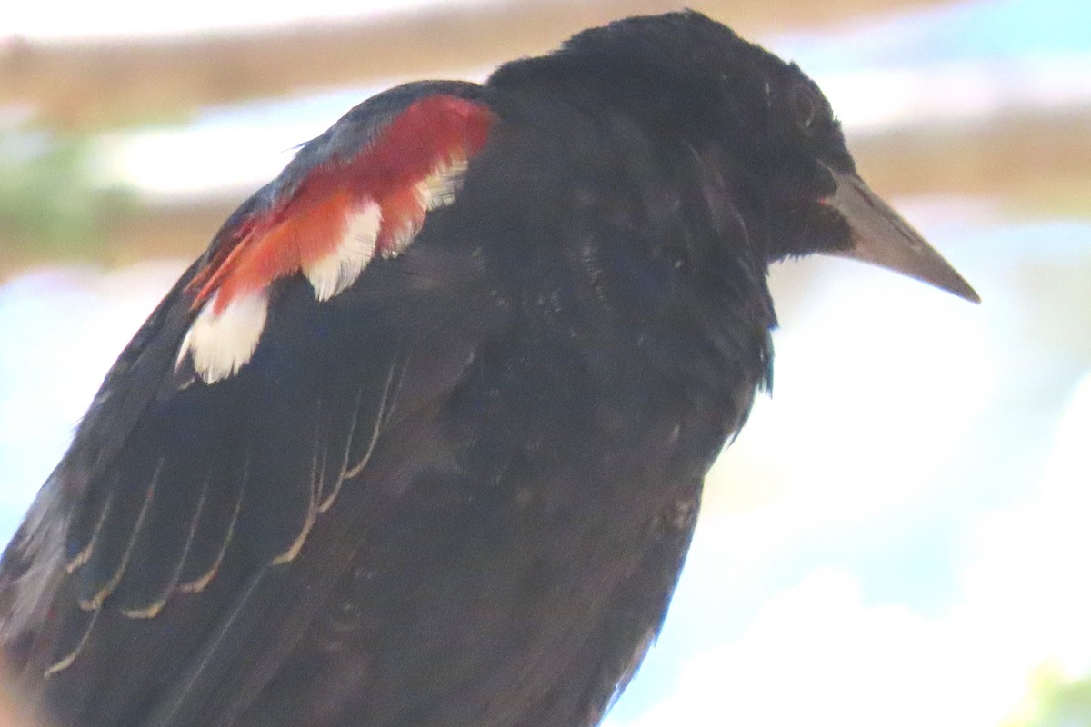 Tricolored Blackbird - ML638916471