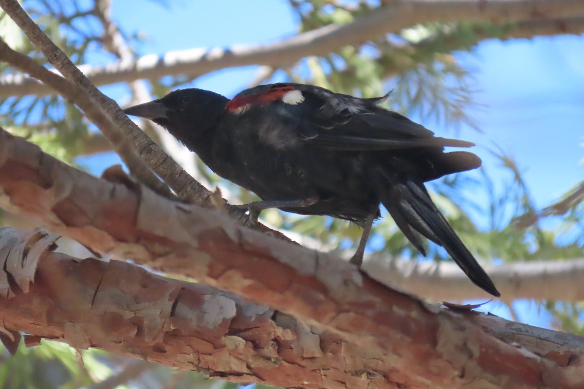 Tricolored Blackbird - ML638916476