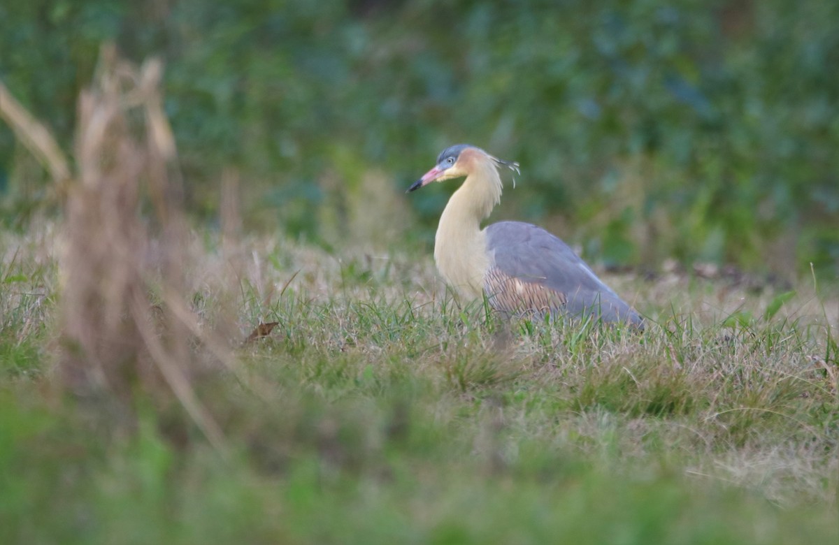 Whistling Heron - ML638916486