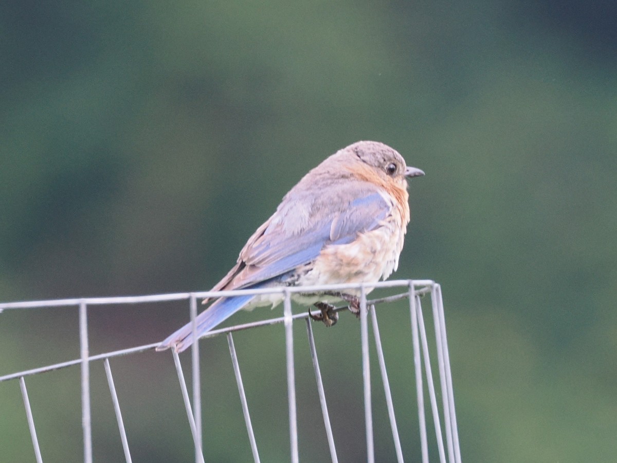 Eastern Bluebird - ML638916489