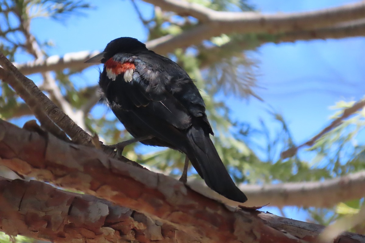 Tricolored Blackbird - ML638916499