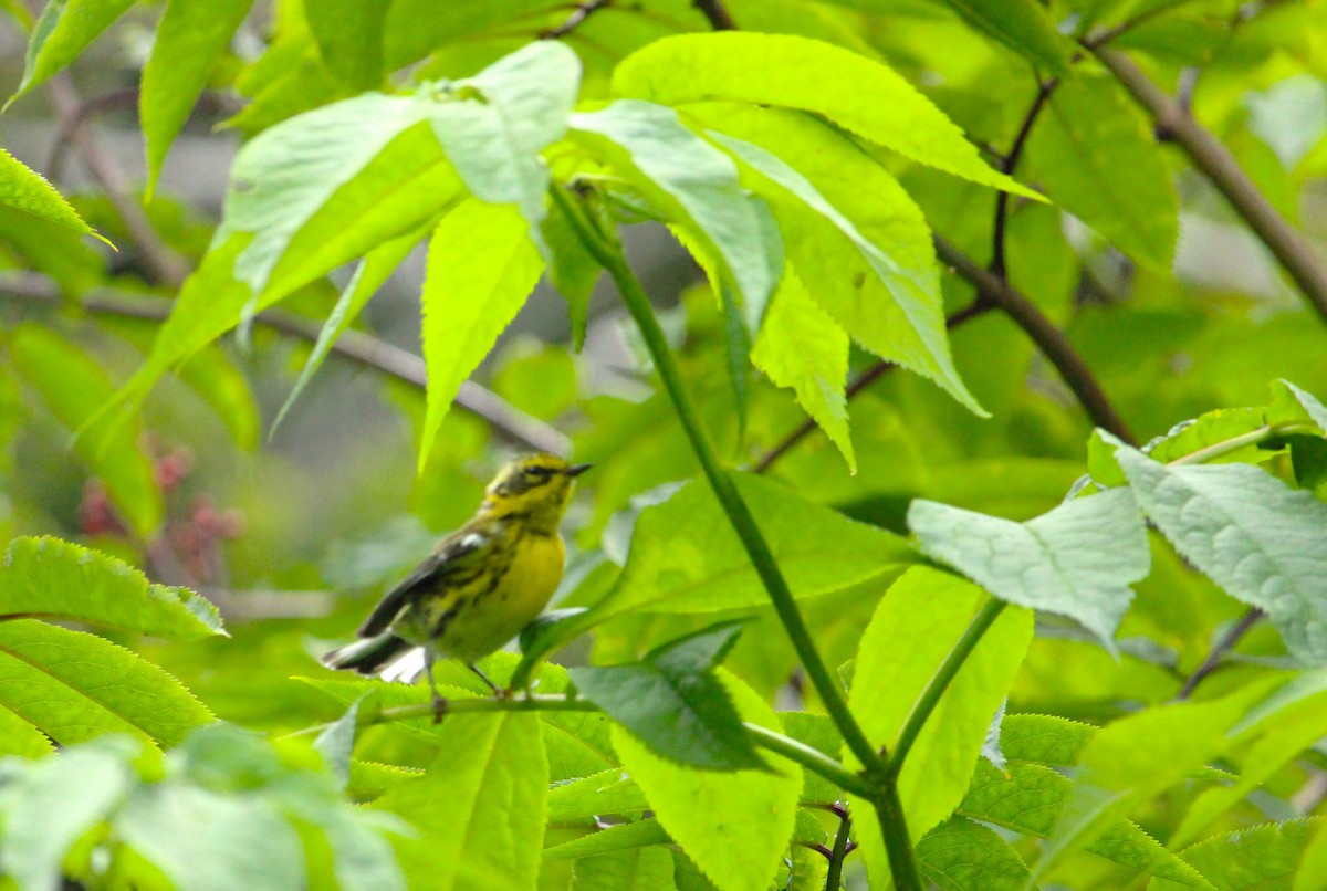 Townsend's Warbler - ML638916500