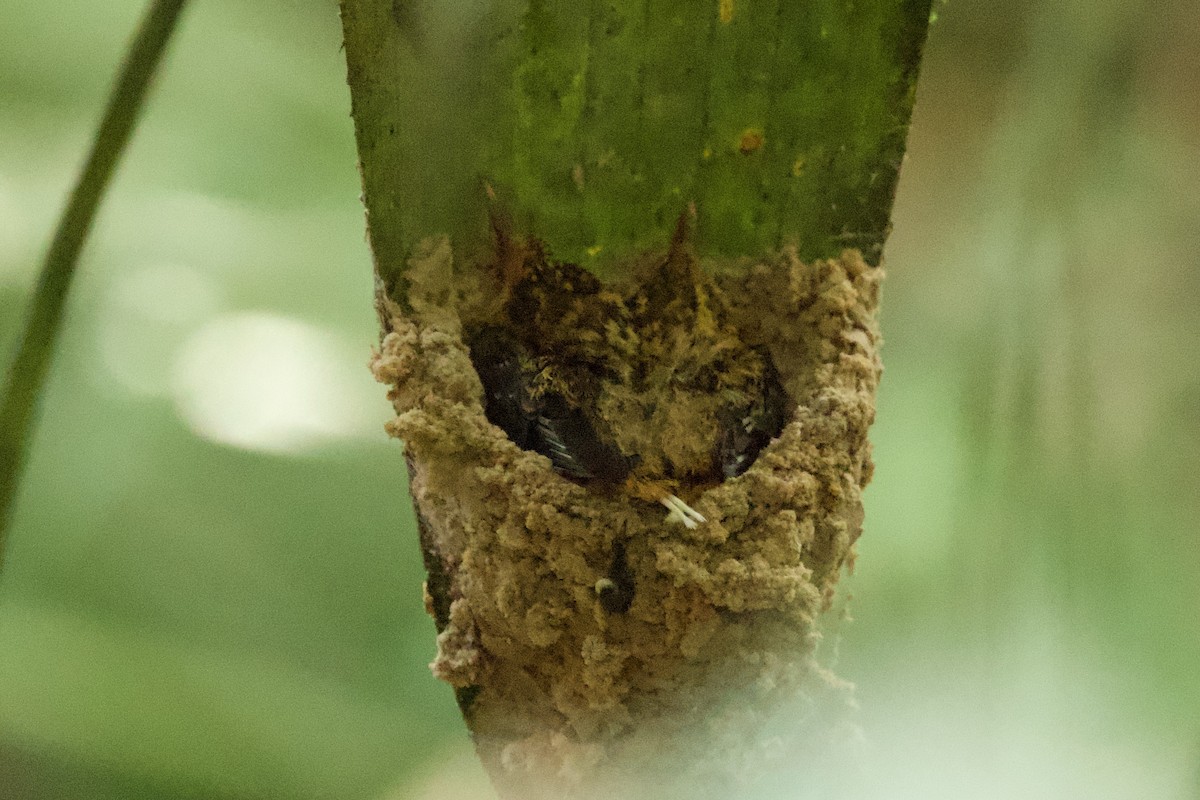 Needle-billed Hermit - ML638916507