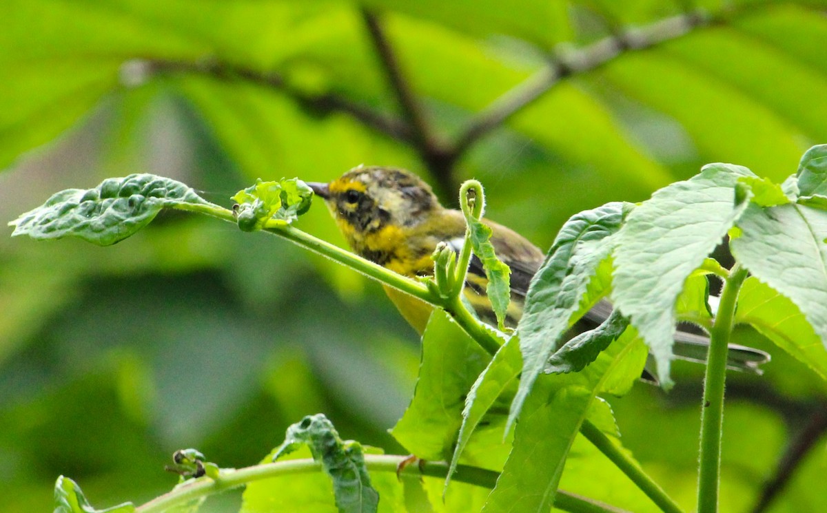 Townsend's Warbler - ML638916514