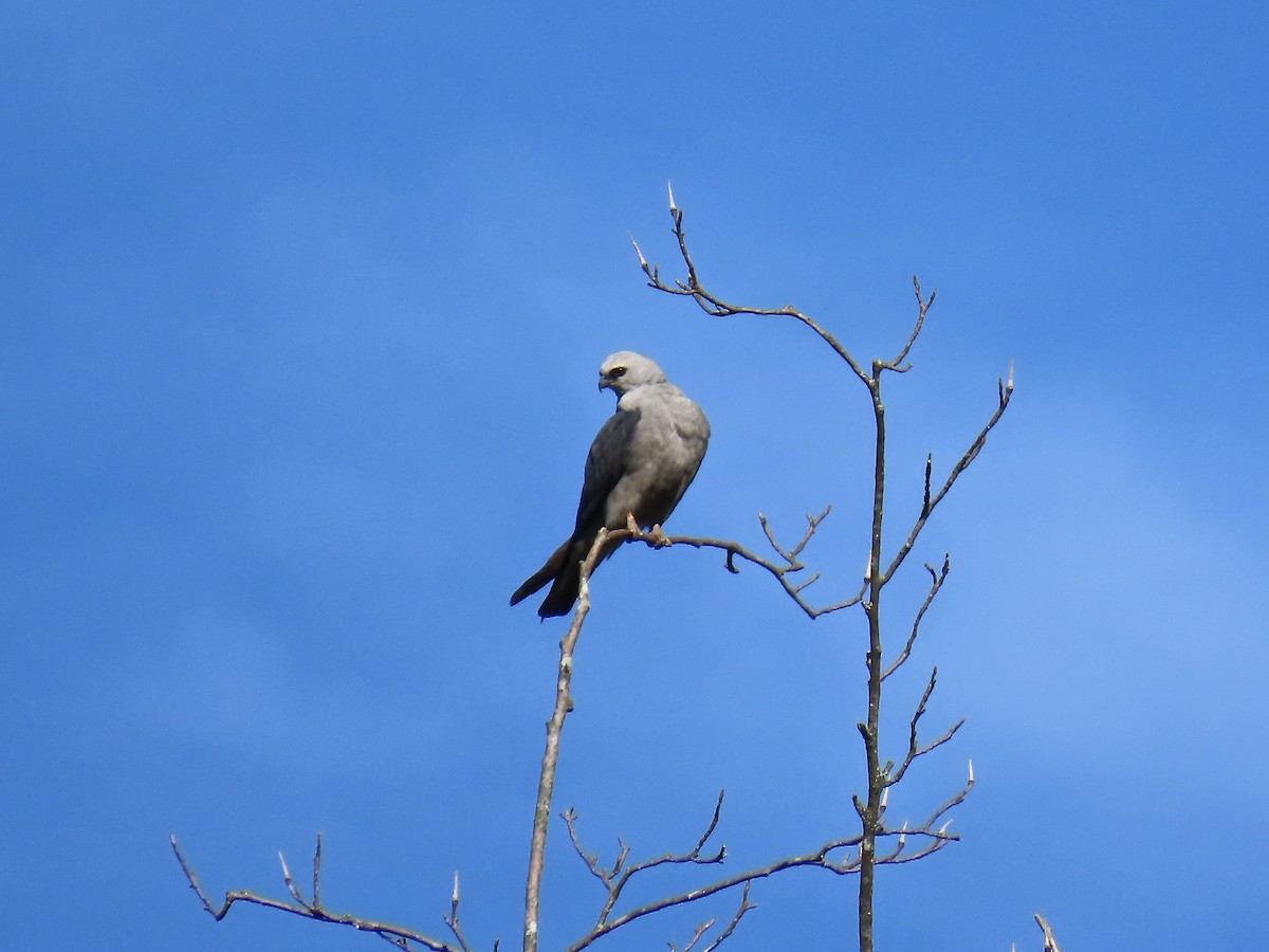 Mississippi Kite - ML638916524