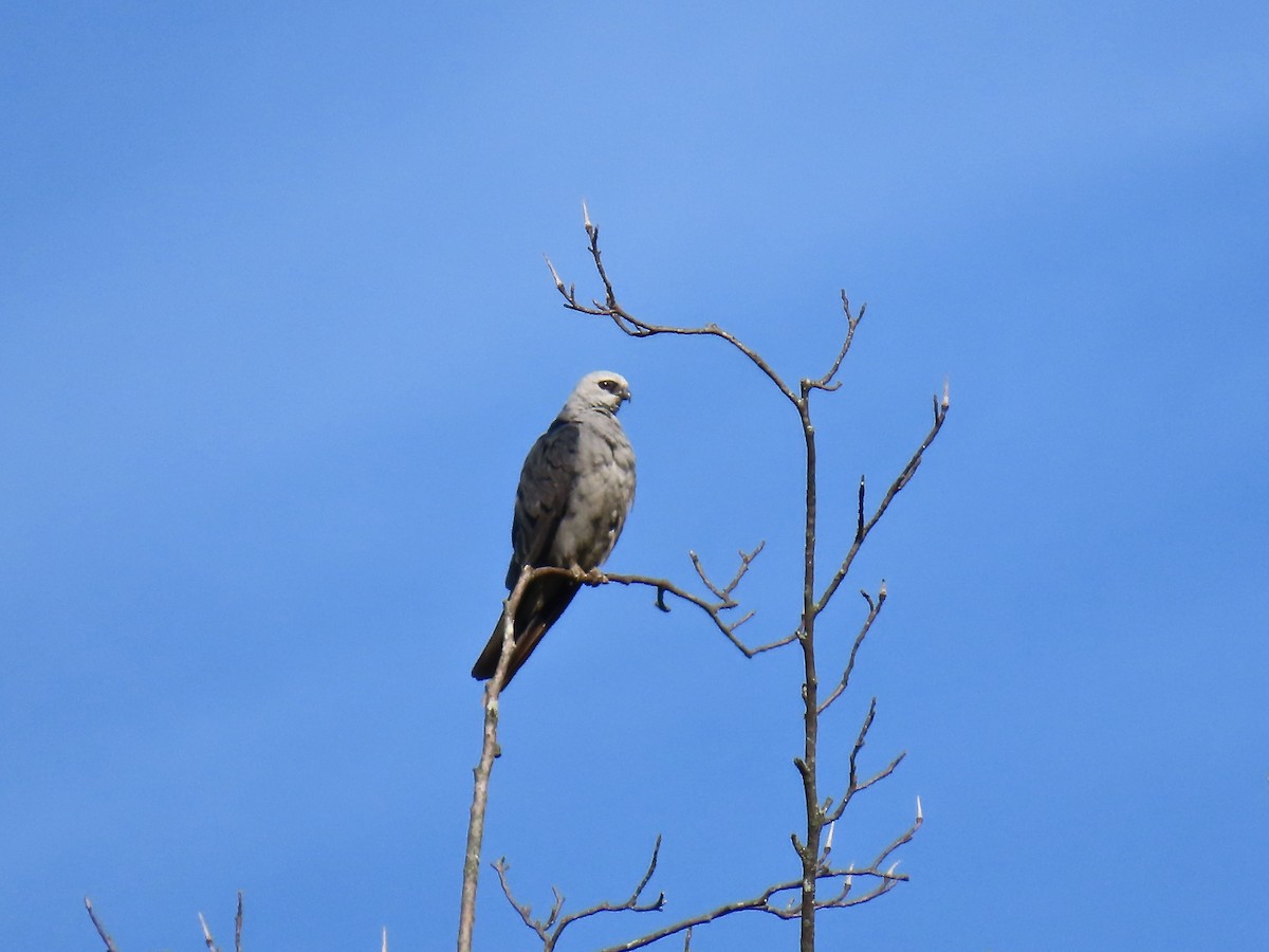 Mississippi Kite - ML638916525