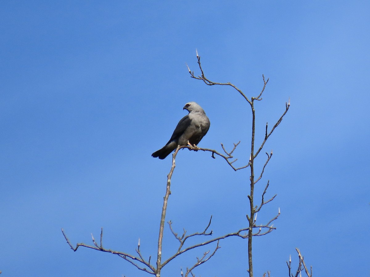Mississippi Kite - ML638916526