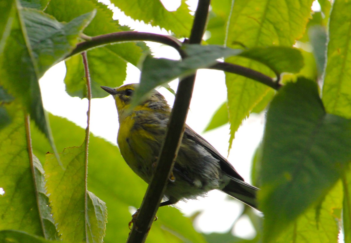 Townsend's Warbler - ML638916529