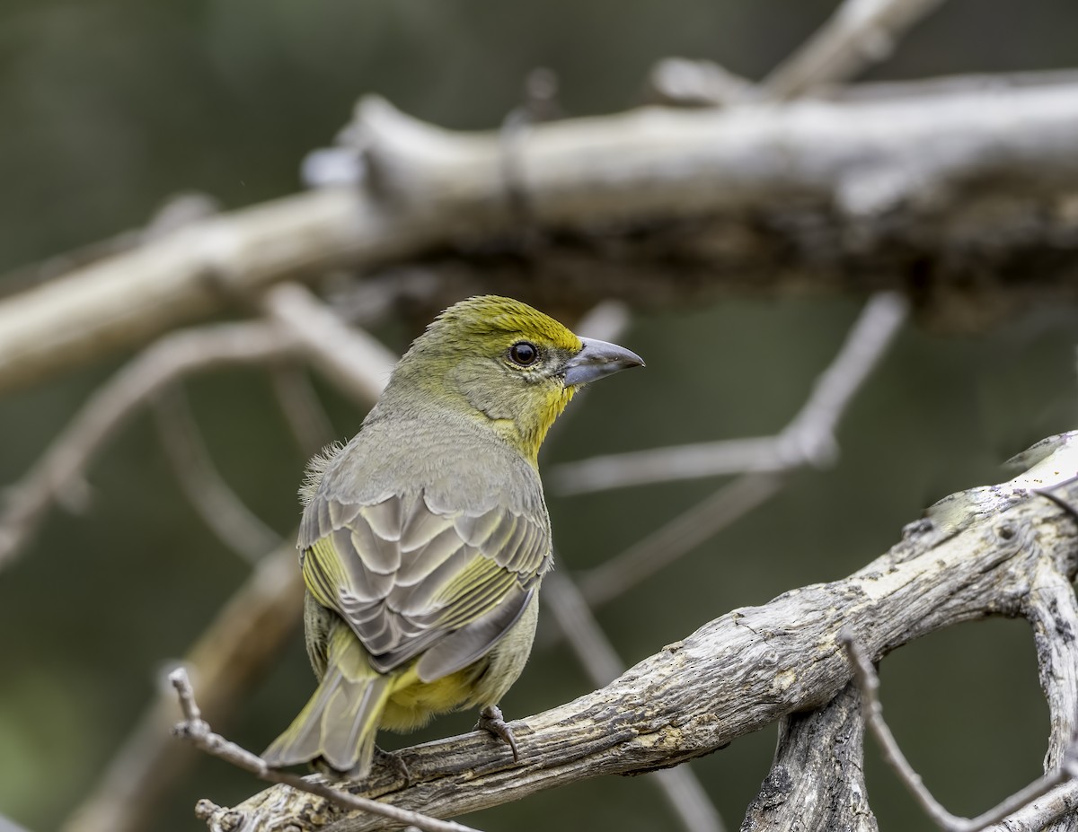 Hepatic Tanager - ML638916541