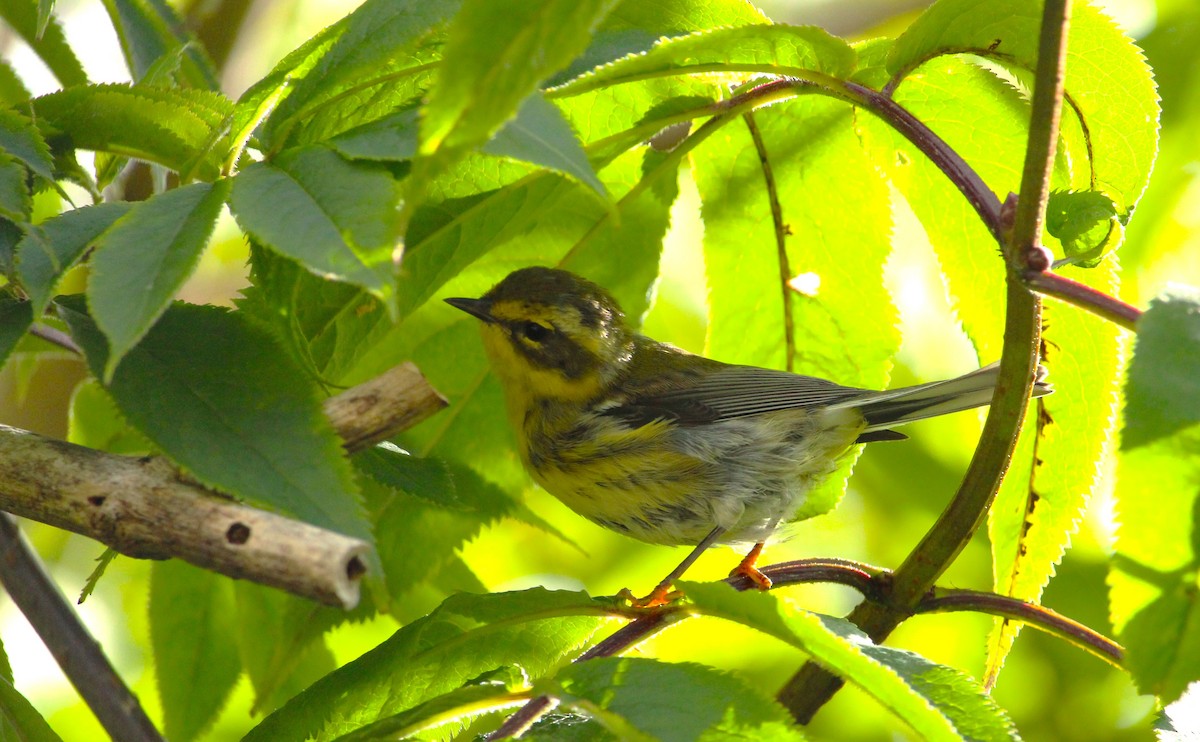 Townsend's Warbler - ML638916559
