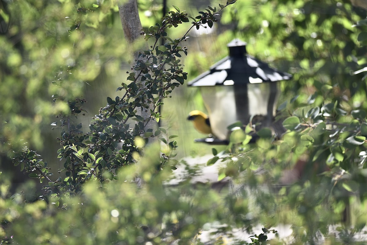 Yellow Grosbeak - ML638916566