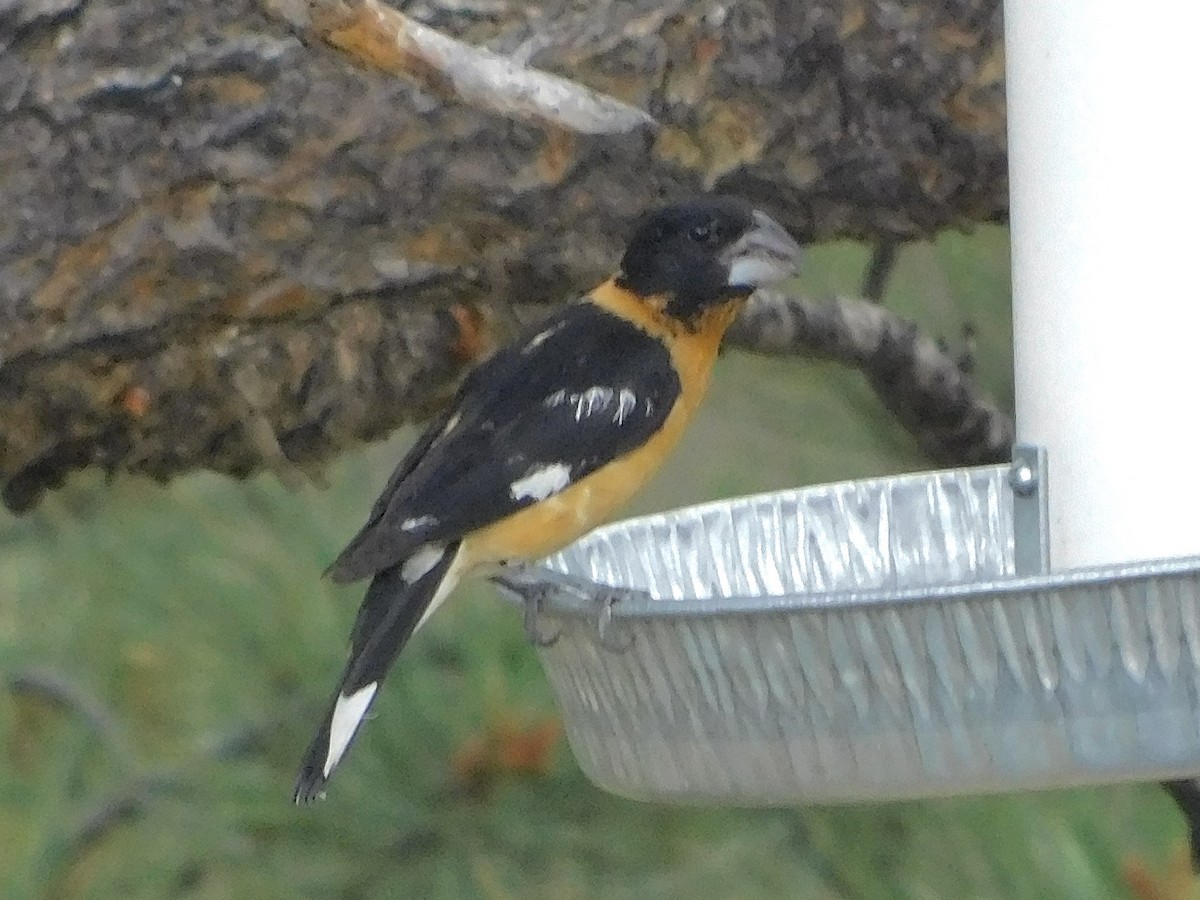Black-headed Grosbeak - ML638916571