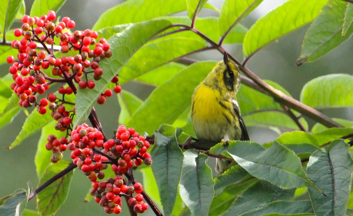 Townsend's Warbler - ML638916585