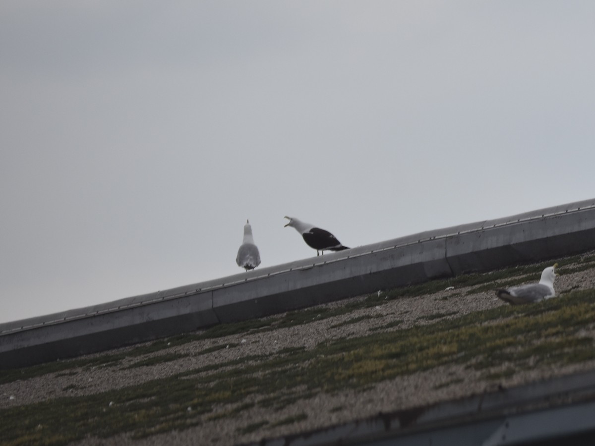 Kelp Gull - ML638916656