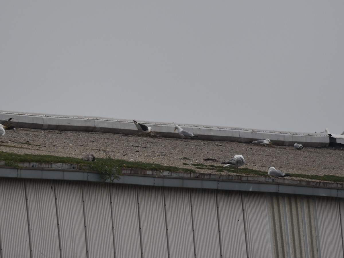 Kelp Gull - ML638916657