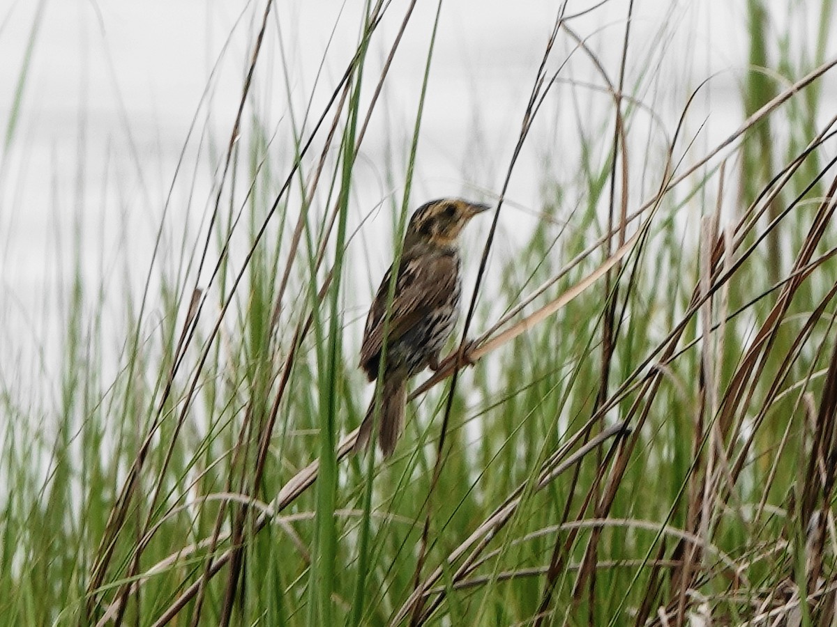 Saltmarsh Sparrow - ML638916733