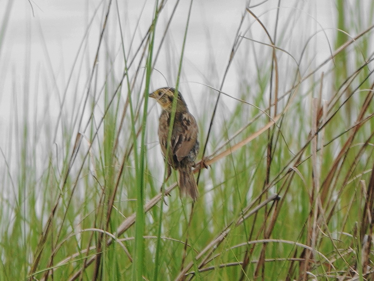 Saltmarsh Sparrow - ML638916734