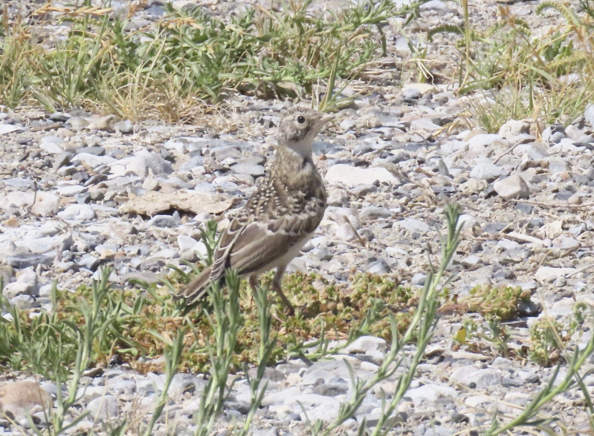 Horned Lark - ML638916919