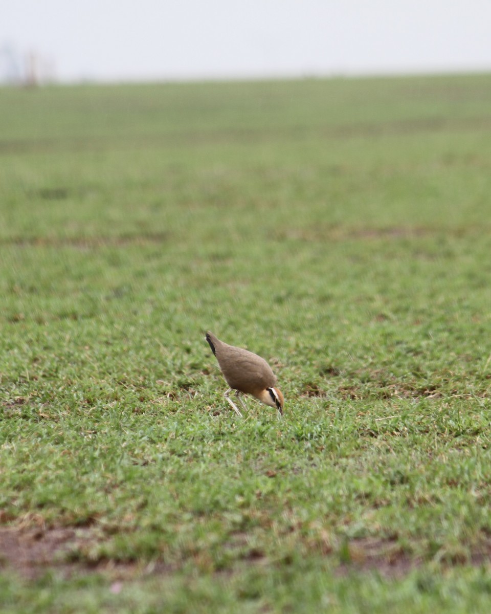 Indian Courser - ML638916933