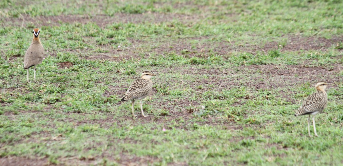 Indian Courser - ML638916935