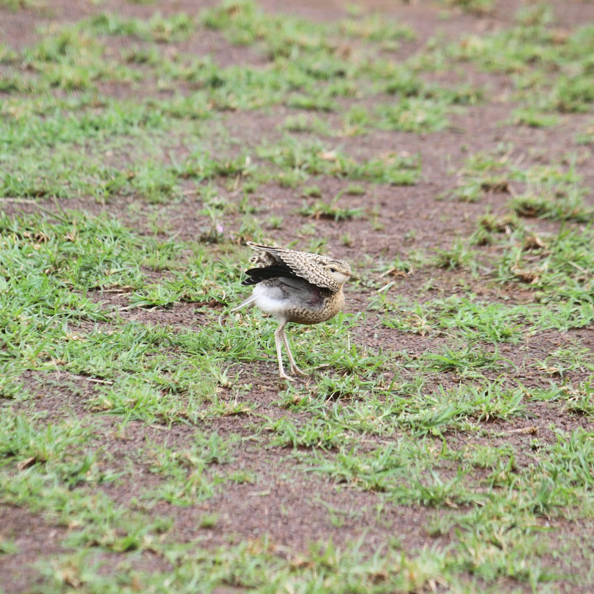 Indian Courser - ML638916937