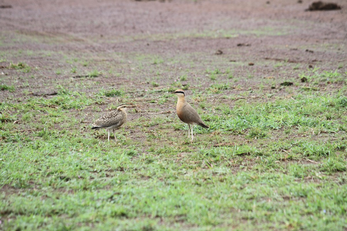Indian Courser - ML638916938
