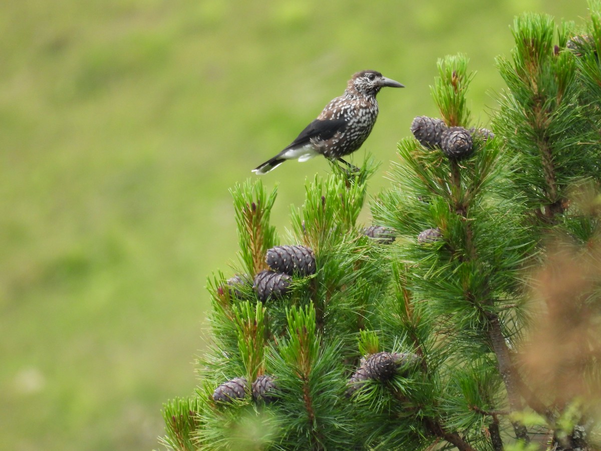 Cassenoix moucheté - ML638916977