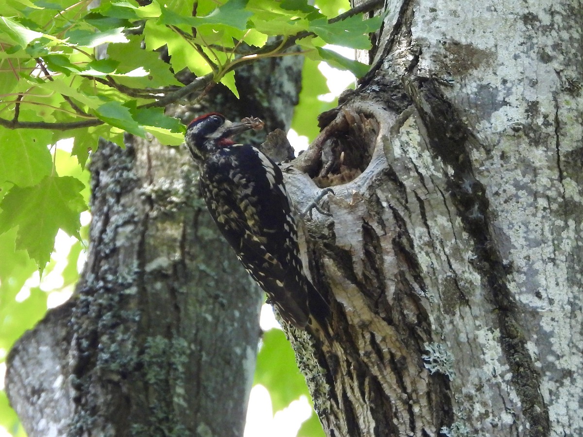 Yellow-bellied Sapsucker - ML638917044