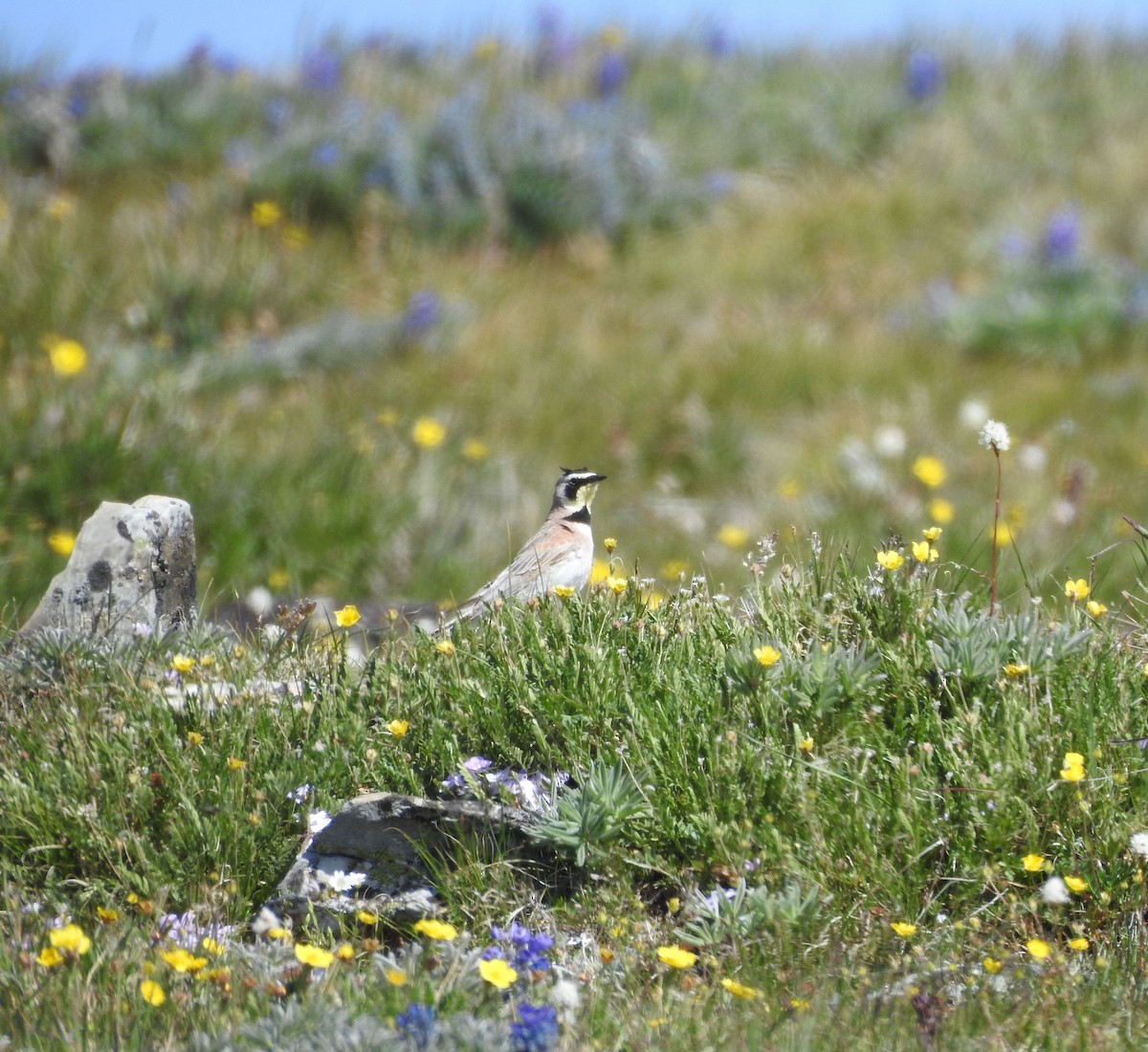 Horned Lark - ML638917076