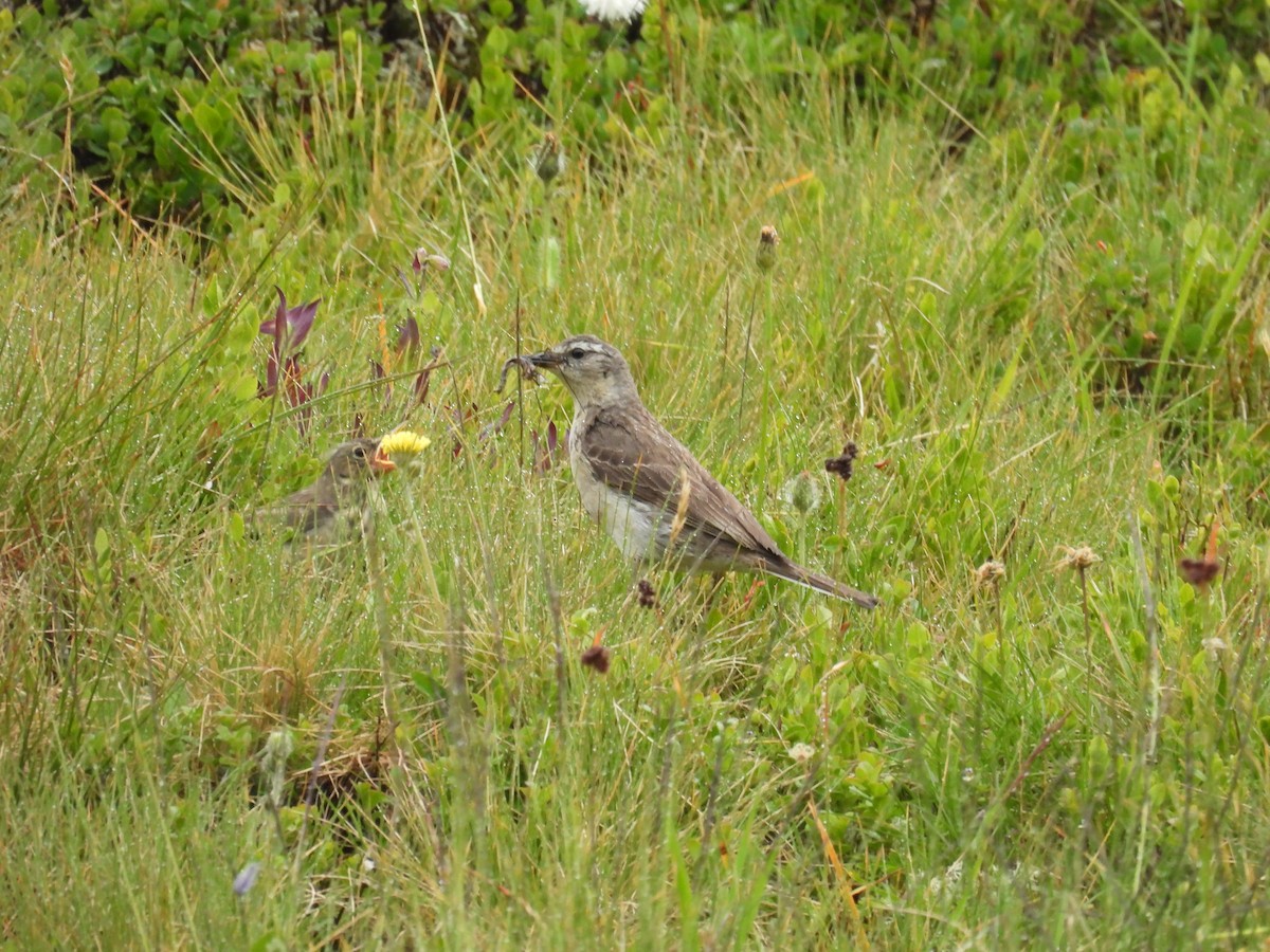 Pipit spioncelle - ML638917084