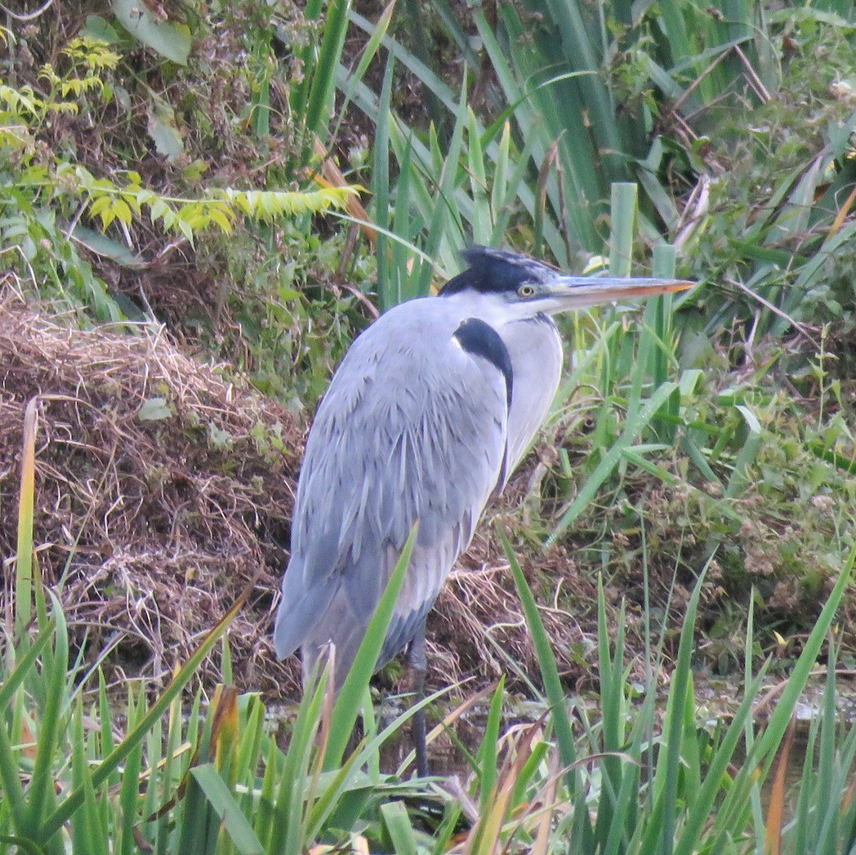 Cocoi Heron - ML638917103