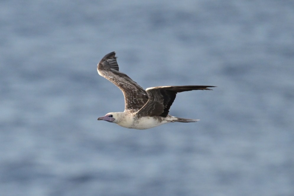 Red-footed Booby - ML638917226