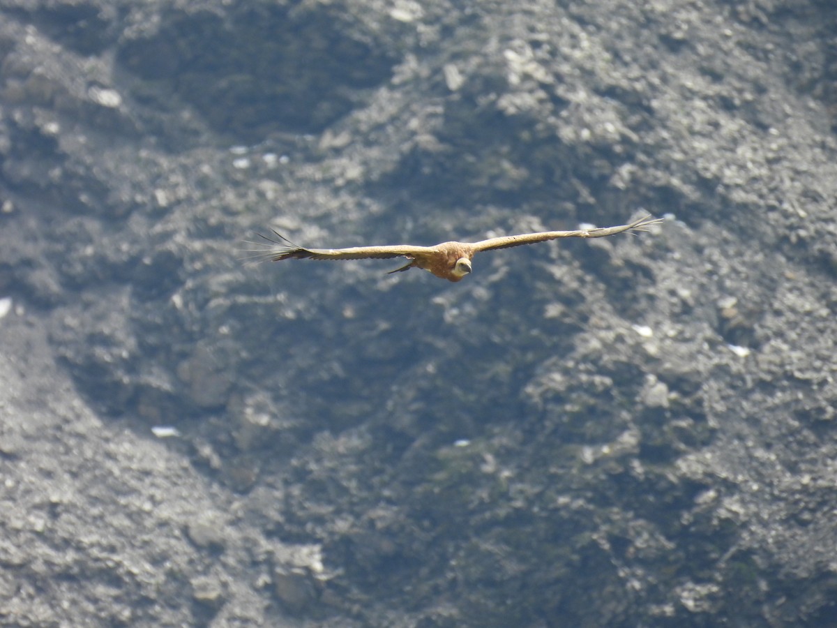 Vautour fauve - ML638917250