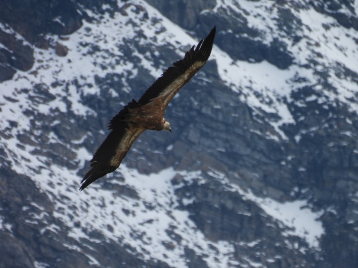 Vautour fauve - ML638917251