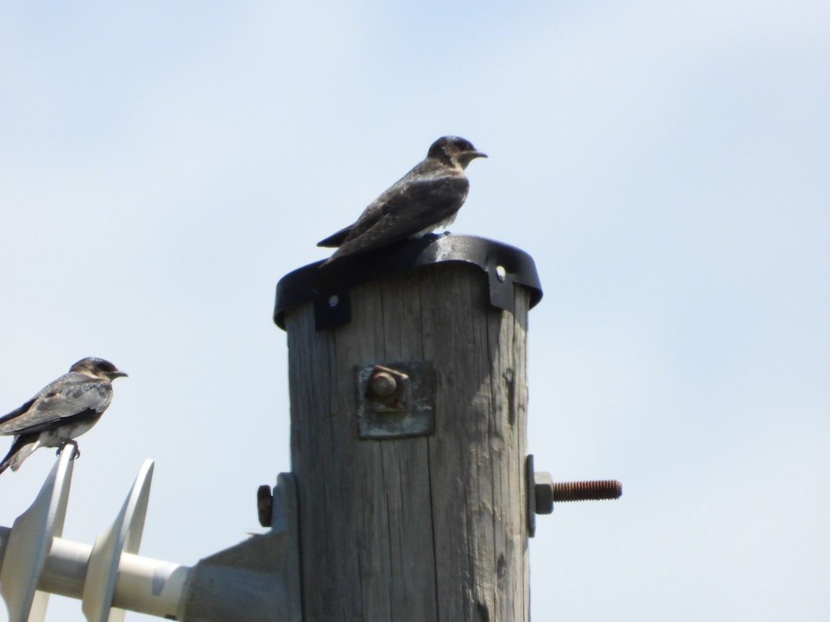 Purple Martin - ML638917318
