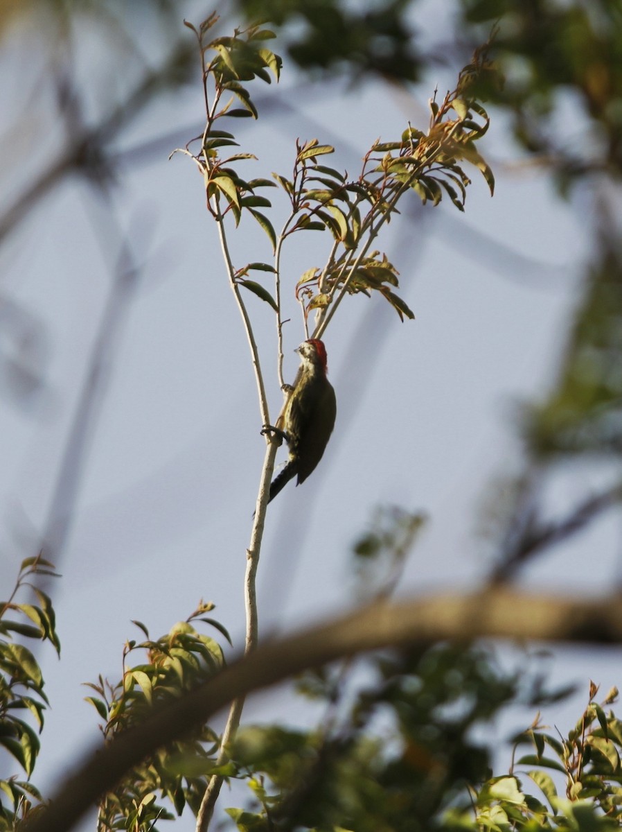 Cuban Green Woodpecker - ML638917395