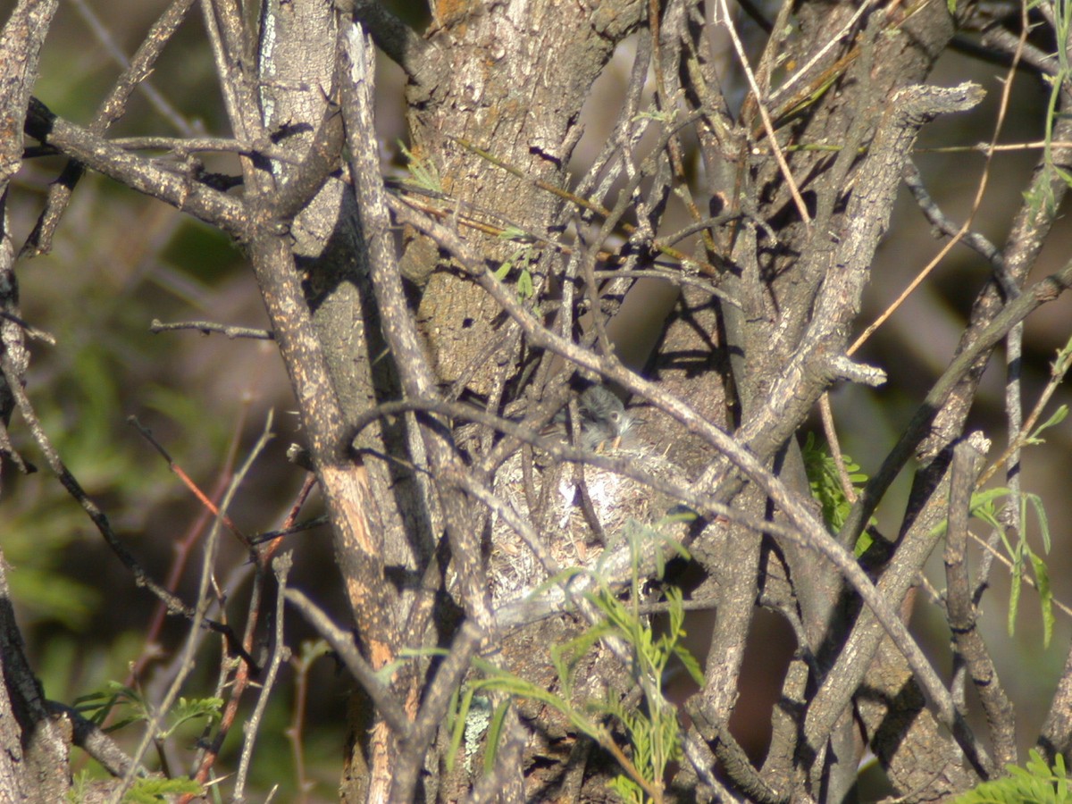 Black-capped Gnatcatcher - ML638917405