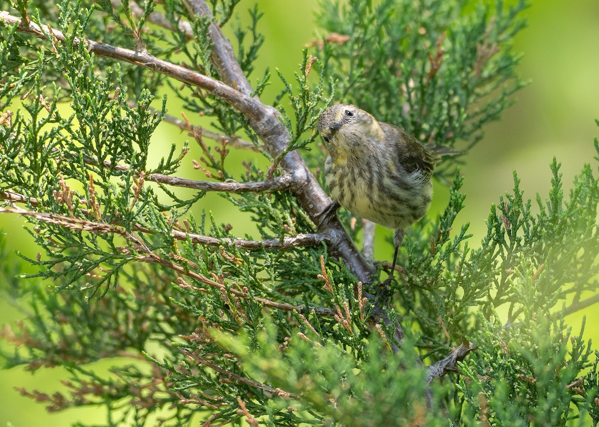 Cape May Warbler - ML638917414