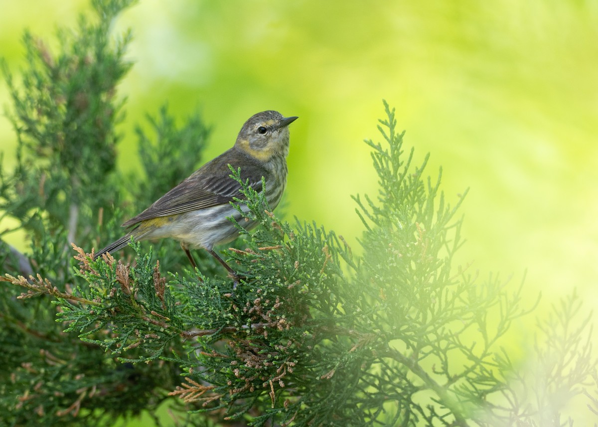 Cape May Warbler - ML638917415