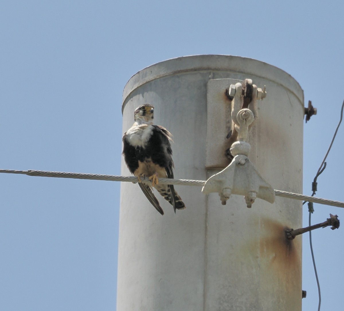 Aplomado Falcon - ML638917496