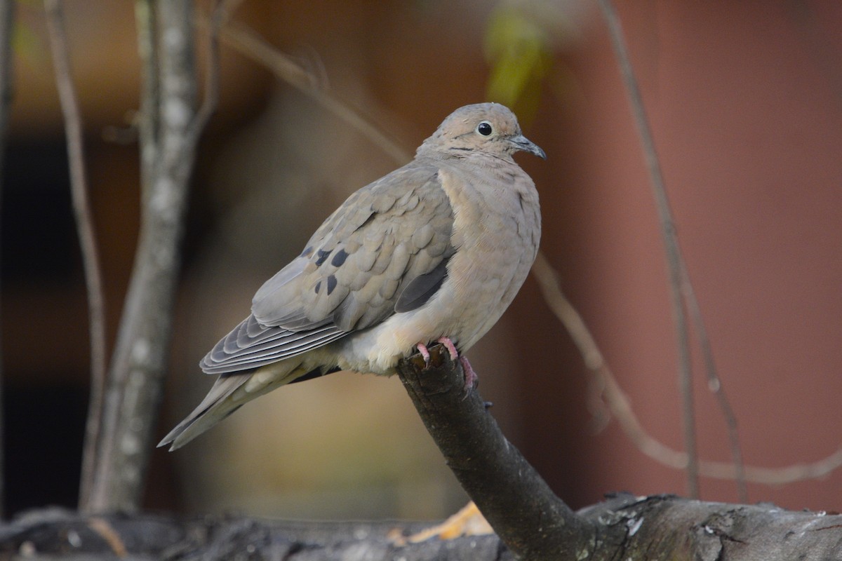 Eared Dove - ML638917510