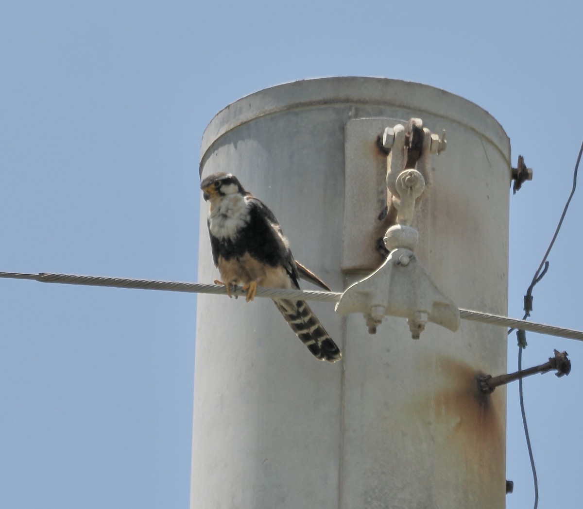 Aplomado Falcon - ML638917515
