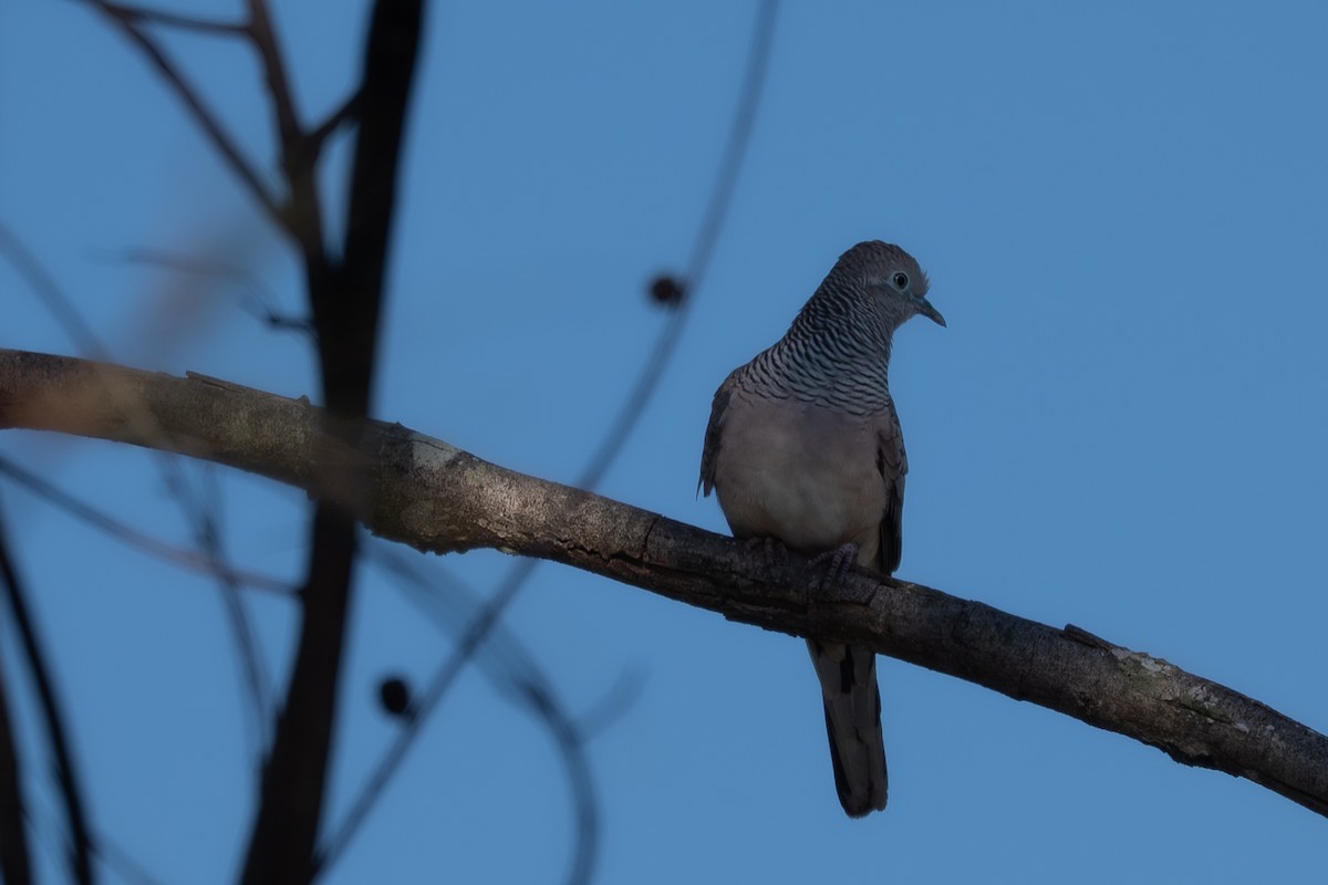 Peaceful Dove - ML638917540