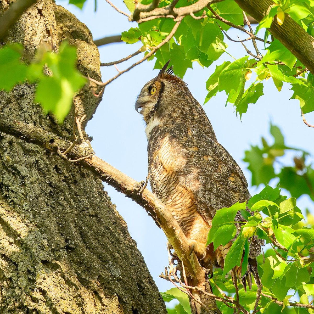 Great Horned Owl - ML638917542