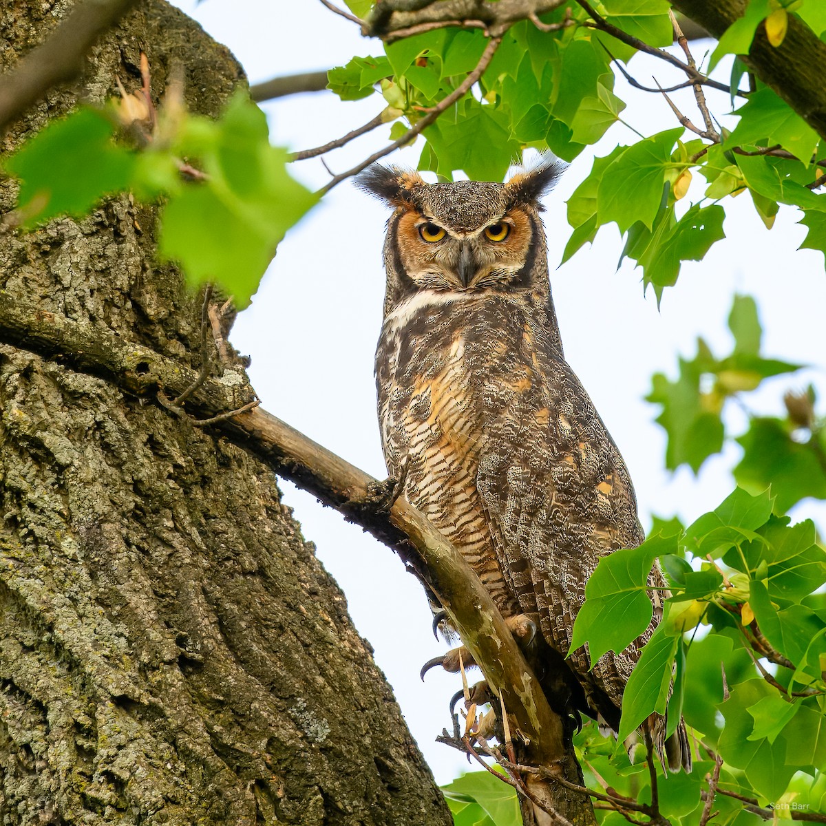 Great Horned Owl - ML638917543