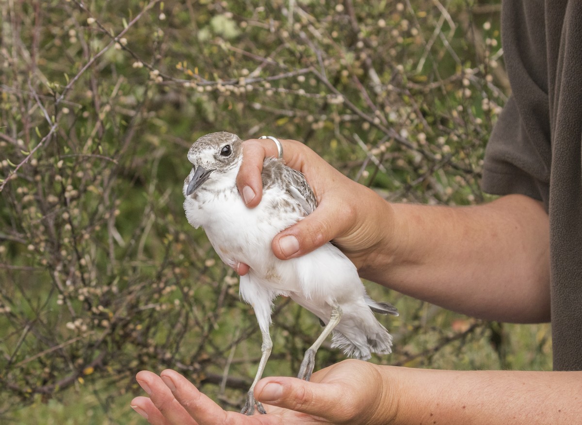 Red-breasted Dotterel (Southern) - ML638917553
