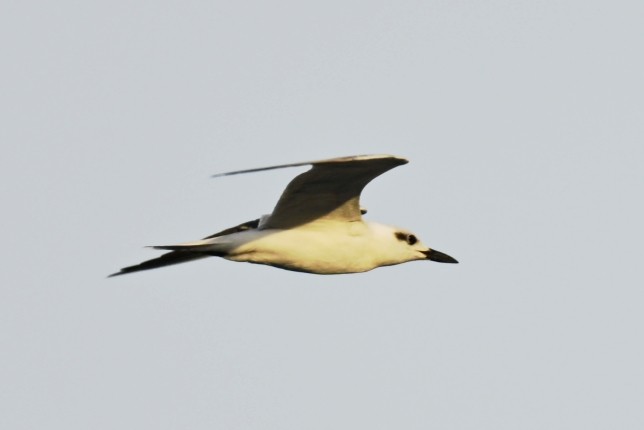 Gull-billed Tern - ML638917699